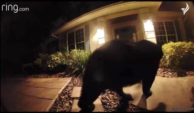 რადიკალი გარემოსდამცველი ფლორიდის თავდაცვის დათვების შესახებ კანონპროექტს, HB 0087-ს, მძევლად აჰყავს